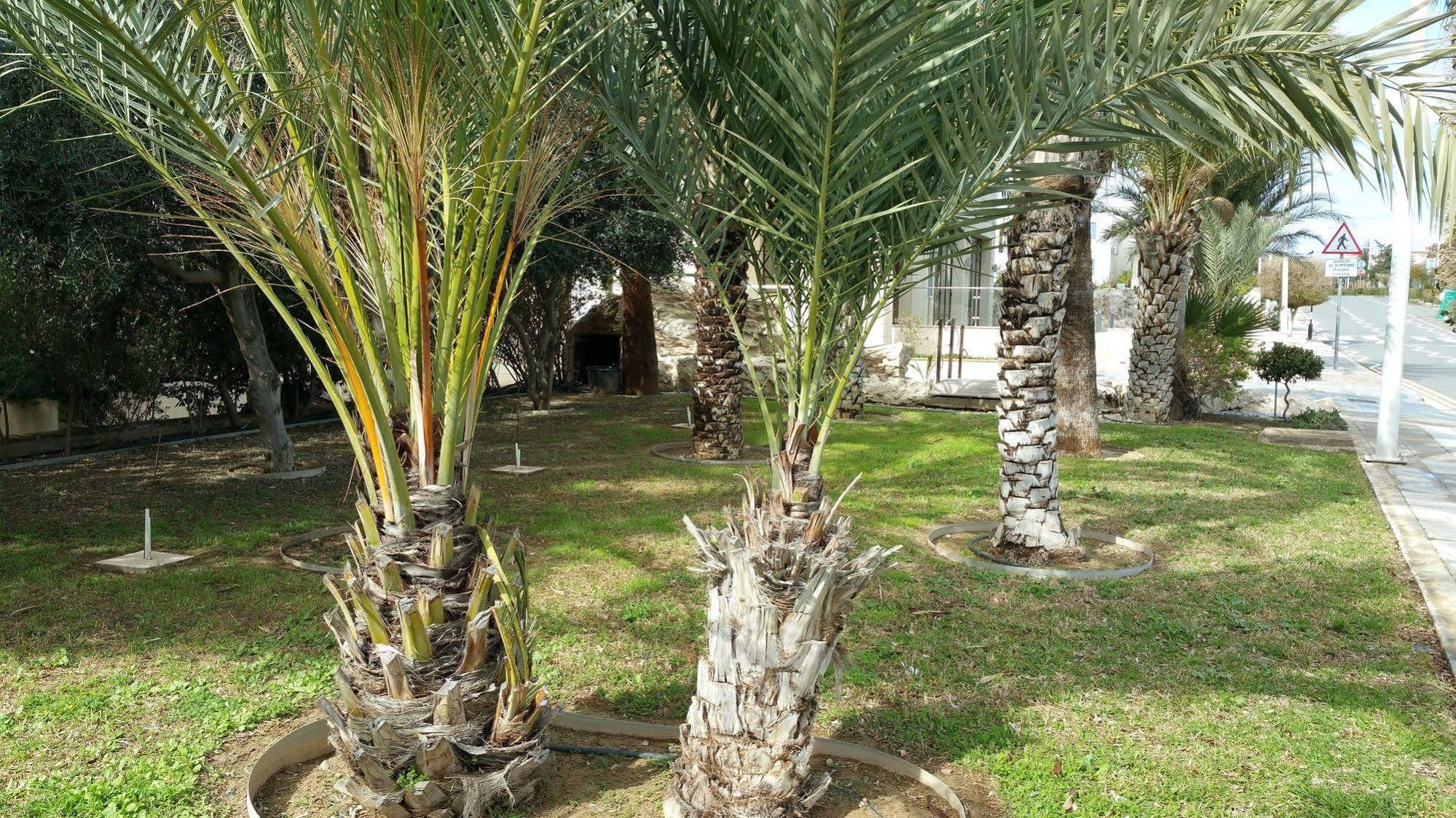 King's Paphos